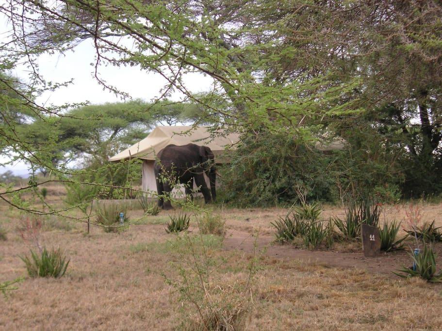 Mapito Tented Camp Serengeti Exterior photo
